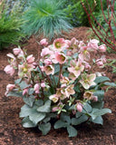 Helleborus Angel Glow