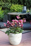 Helleborus Charmer