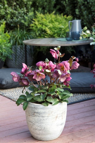 Helleborus Charmer