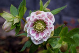 Helleborus Cinderella