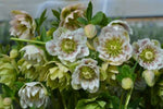 Helleborus Cinderella