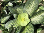 Helleborus Illumi Lime