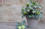 Helleborus Illumi Lime