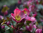 Helleborus Pennys Pink