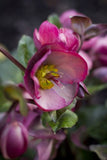 Helleborus Pennys Pink