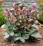 Helleborus Pennys Pink