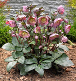 Helleborus Pennys Pink