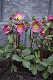 Helleborus Pennys Pink