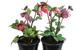 Helleborus Pennys Pink