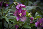 Helleborus Tutu