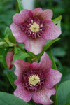 Helleborus Tutu