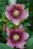 Helleborus Tutu