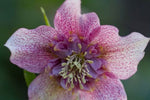 Helleborus Tutu