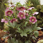 Helleborus Tutu