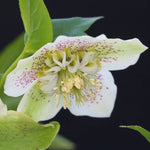 Helleborus White Tutu