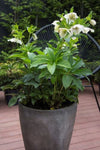 Helleborus White Tutu