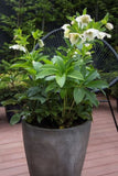 Helleborus White Tutu