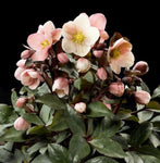 Helleborus x ballardiae Pink Frost