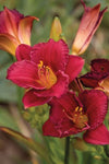 Hemerocallis Cranberry Baby