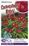 Hemerocallis Cranberry Baby