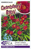 Hemerocallis Cranberry Baby