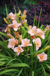 Hemerocallis On and On