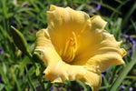 Hemerocallis Stella Bella