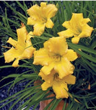 Hemerocallis Stella Bella