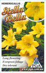 Hemerocallis Stella Bella