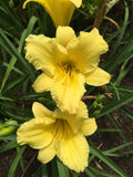 Hemerocallis Stella Citron