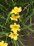 Hemerocallis Stella Citron