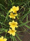 Hemerocallis Stella Citron