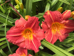 Hemerocallis Stella Rouge