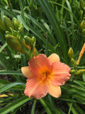 Hemerocallis Stella Tangerine