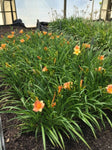 Hemerocallis Stella Tangerine