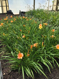 Hemerocallis Stella Tangerine