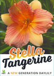 Hemerocallis Stella Tangerine