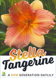 Hemerocallis Stella Tangerine