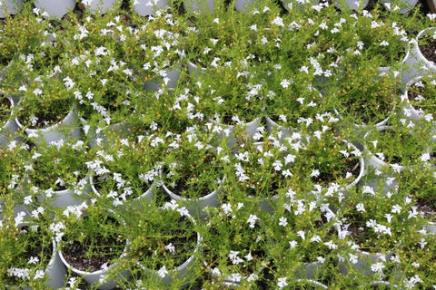 Hemiandra pungens Alba