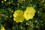 Hibbertia Sun Drops