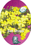 Hibbertia Sun Drops