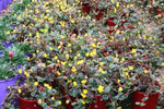 Hibbertia grossulariifolia