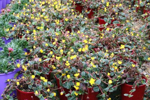 Hibbertia grossulariifolia