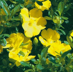 Hibbertia obtusifolia Sunny Daze