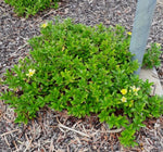 Hibbertia scandens