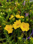 Hibbertia vestita Golden Sunburst