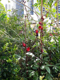 Hibiscus sabdariffa (Tucker Bush Rosella)