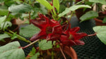 Hibiscus sabdariffa (Tucker Bush Rosella)