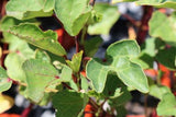 Hibiscus sabdariffa (Tucker Bush Rosella)