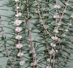 Hypocalymma angustifolium Coconut Ice